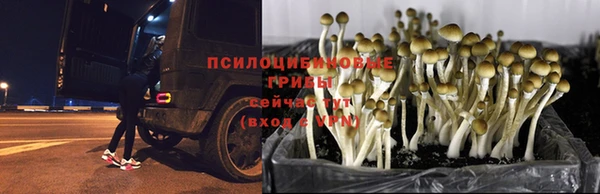 гидра Алзамай